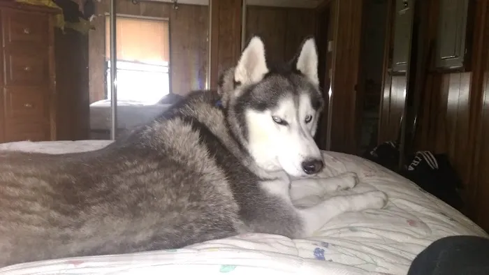 Almond Veterinary Hospital Picture 7