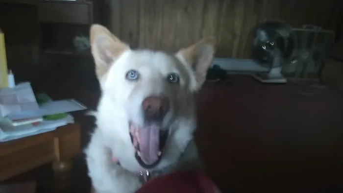 Almond Veterinary Hospital Picture 6