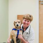 Dansville Animal Hospital