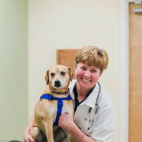 Dansville Animal Hospital ico