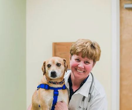 Dansville Animal Hospital