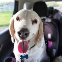Lawler Veterinary Essentials ico