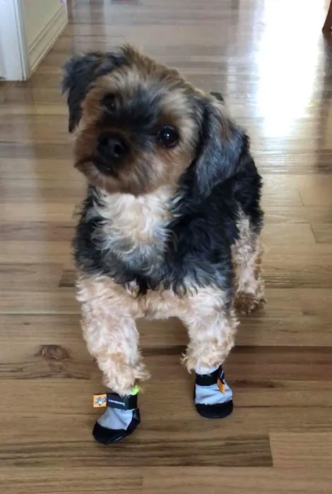 Saltsox Picture 4