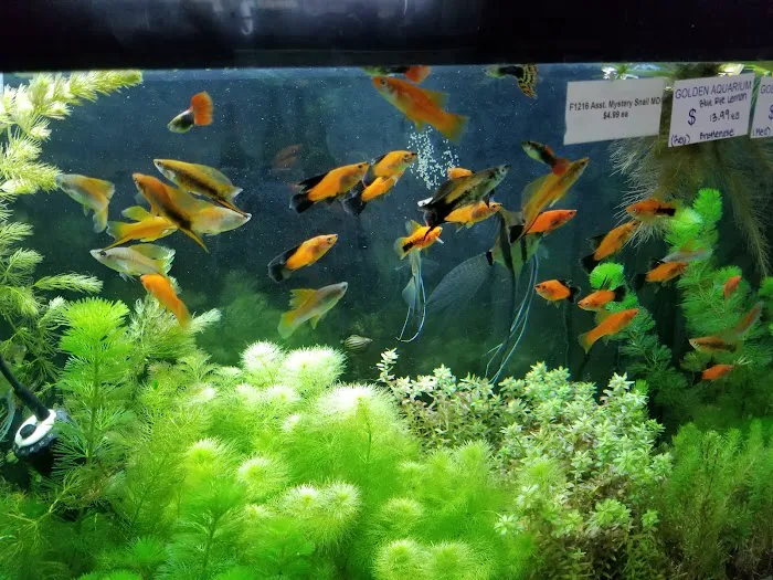 Golden Aquarium Picture 2