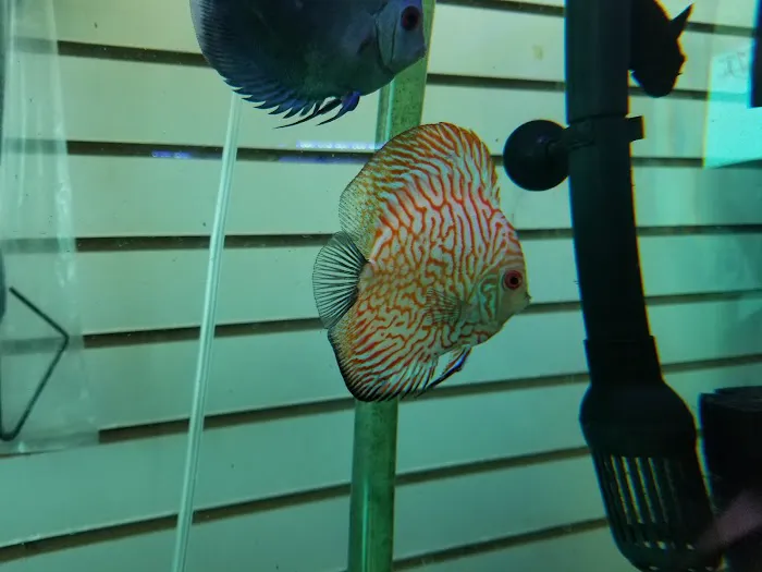 Golden Aquarium Picture 1