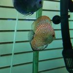 Golden Aquarium
