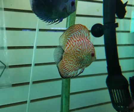 Golden Aquarium