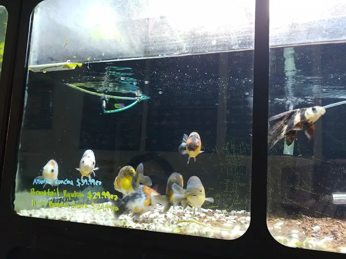 Golden Aquarium Picture 7