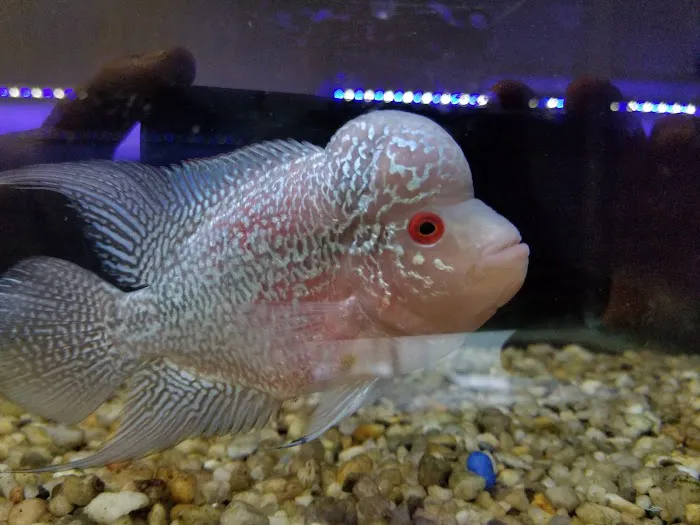 Golden Aquarium Picture 3