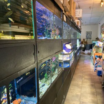 Golden Aquarium Picture 5