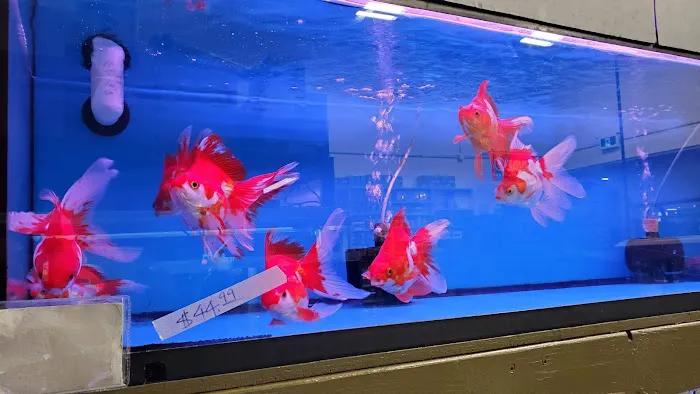 Golden Aquarium Picture 6
