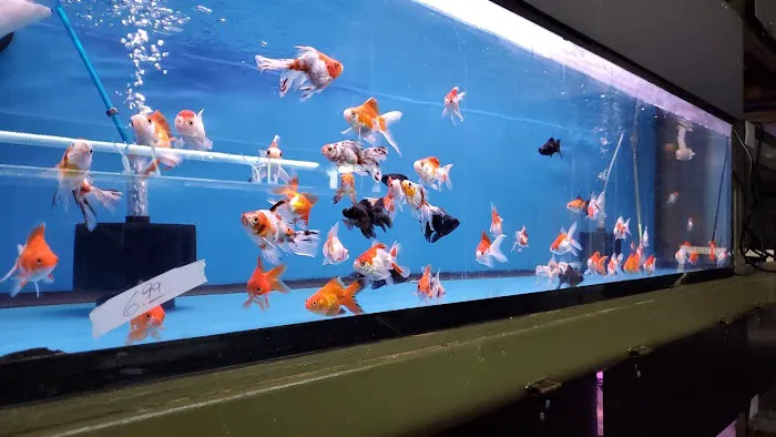 Golden Aquarium Picture 8