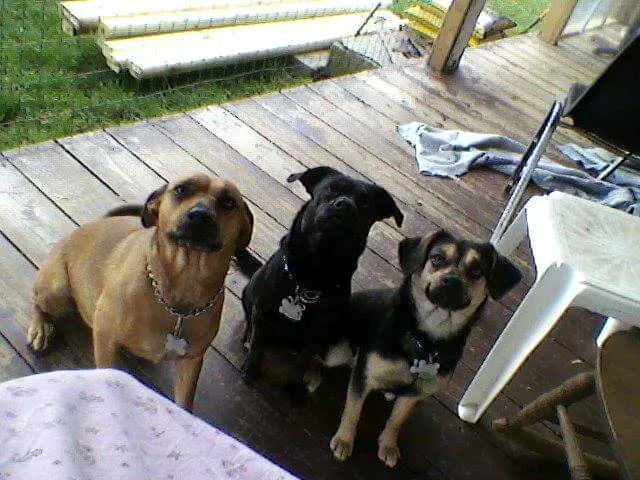 Daisy Hill Veterinary Services Picture 1