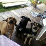 Daisy Hill Veterinary Services
