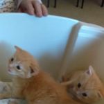 Wellsville Veterinary Hospital