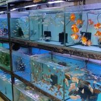 Living Color Aquarium ico
