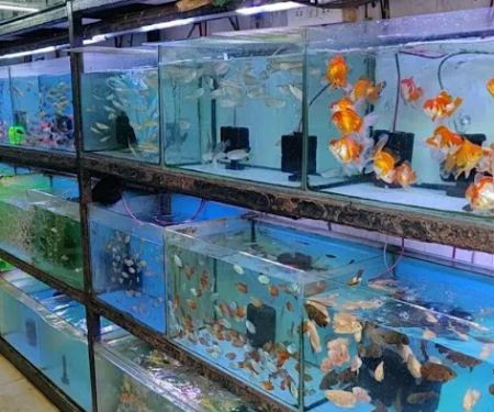 Living Color Aquarium
