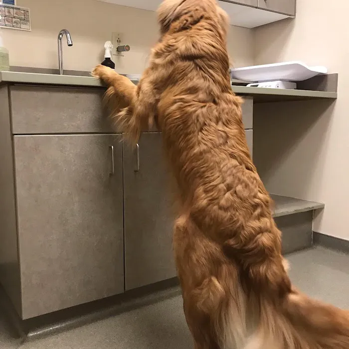 Fairview Veterinary Hospital Picture 10