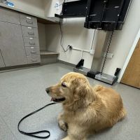 Fairview Veterinary Hospital ico