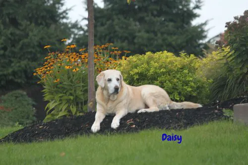 Victor Vet Care Picture 5