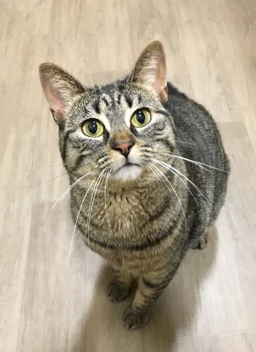 Victor Vet Care Picture 3