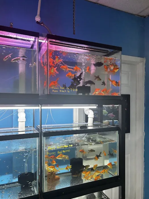 Acuario Piscis Picture 2