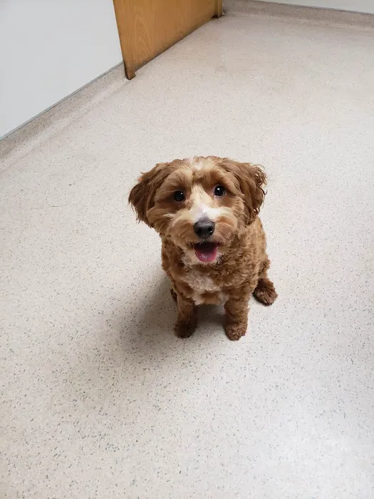 Perinton Veterinary Hospital Picture 1