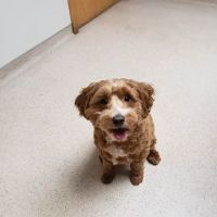 Perinton Veterinary Hospital ico