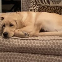 Storybook Farm Veterinary Hospital ico