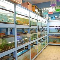 Paradise De Aves Pet Shop ico