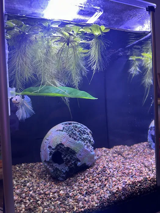 Chicago Pet Store Picture 8