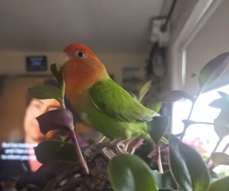 Chicago Pet Store