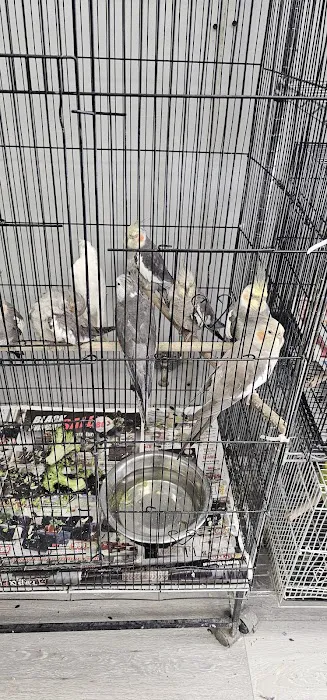 Chicago Pet Store Picture 5
