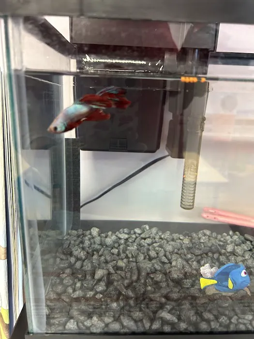 Chicago Pet Store Picture 9