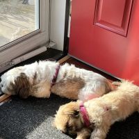 Animal Junction Veterinary Clinic ico