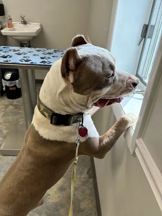 County Line Animal Hospital Picture 7