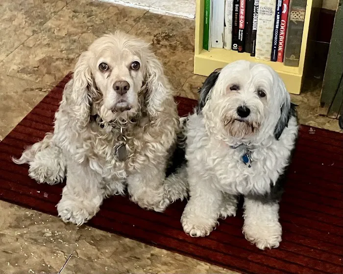 County Line Animal Hospital Picture 8