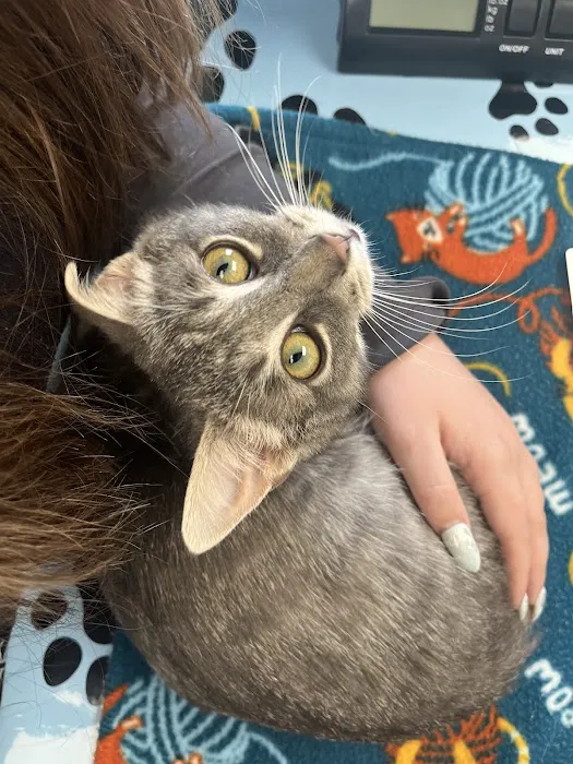 County Line Animal Hospital Picture 2