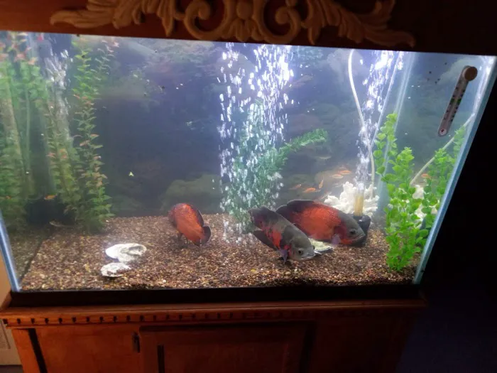Golden's Tropical World Picture 9