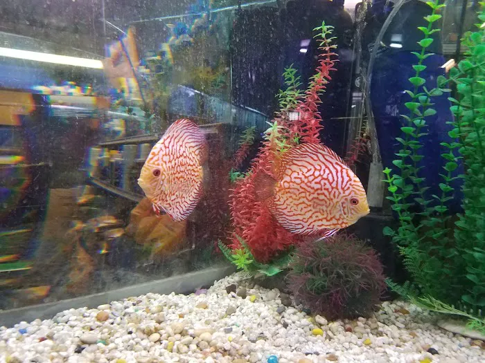 Golden's Tropical World Picture 1
