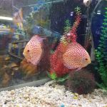 Golden's Tropical World