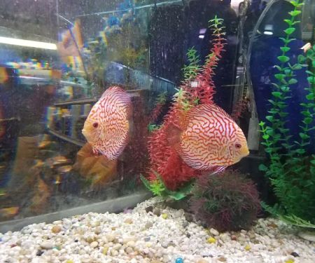 Golden's Tropical World