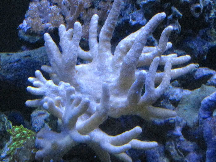 Aquatic World Picture 9