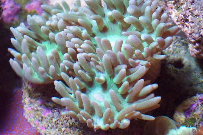 Aquatic World Picture 10