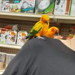 Jules Pet Shop