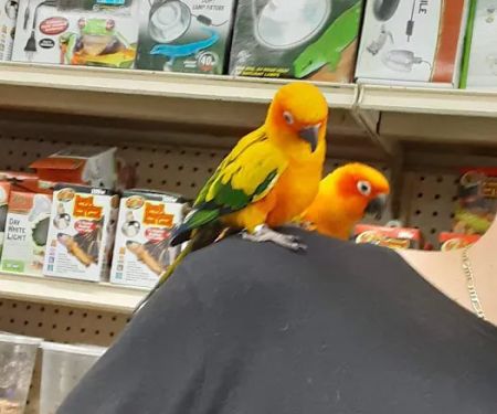 Jules Pet Shop