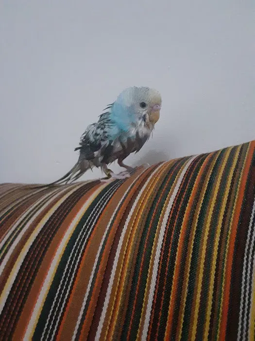 Jules Pet Shop Picture 7