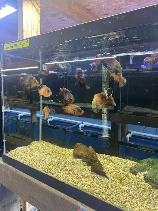 Jules Pet Shop Picture 9