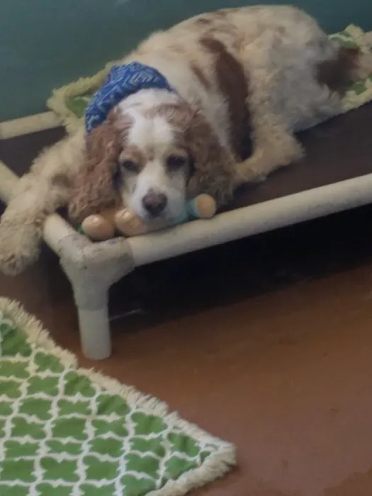 Petco Picture 5