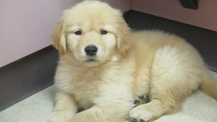 Clark Animal Care Center Picture 8